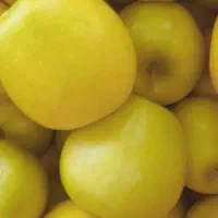 سیب خوشمزه آبدار وطبیعی بدون خرابی ولکه
