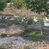فروش غاز ومرغابی