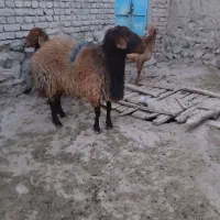 قوچ  همو فروشی|حیوانات مزرعه|سرولایت, |دیوار