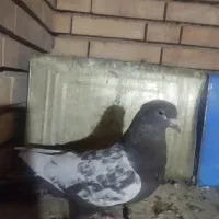 کبوتر سینه قهوای ماده|پرنده|زرقان, |دیوار