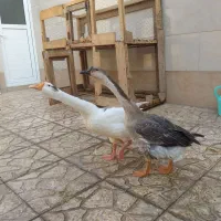 فروش غازمحلی و.قوغاز