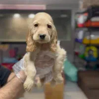 کوکر اسپانیل