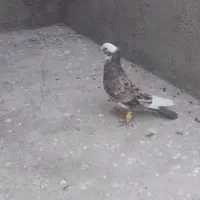 کفتر سرور