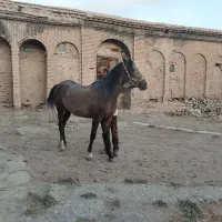 مادیان دوساله نیم|اسب و تجهیزات اسبسواری|کرمانشاه, |دیوار