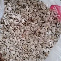 تخمه آفتابگردان درجه یک کلی