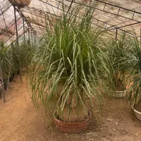 لیندا غول پیکر ۴/۵۰۰|گل و گیاه طبیعی|محمودآباد, |دیوار