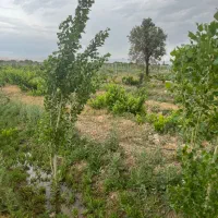 باغ-در-تاکستان-قزوین-با-بوته-انگور