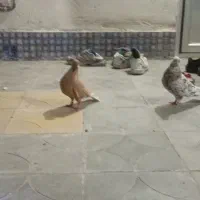 هفرنگ کله سفید و هفرنگ دم سفید