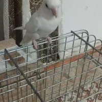 طوطی برزیلی مولد