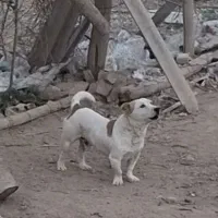 سگ نر