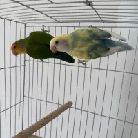 طوطی کوتوله برزیلی با جوجه عروس هلندی کبوترمرغ