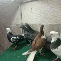 کزر|پرنده|مشهد, چهاربرج|دیوار