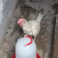 مرغ و خروس سفید|حیوانات مزرعه|بندرعباس, |دیوار