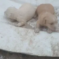 پا کوتاه