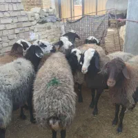 میش چالی نژاد خوب|حیوانات مزرعه|قیدار, |دیوار