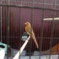 قناری نر|پرنده|کرمان, |دیوار