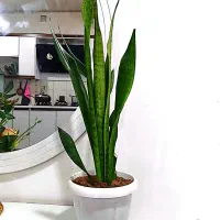 گلهای طبیعی