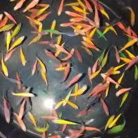 دانیو رنگی تیراژ و کوی مایان