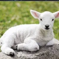 بره چند روزه بدون مادر