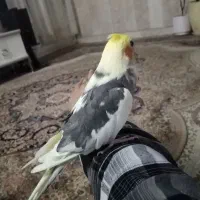 عروس هلندی سخن گو دستی|پرنده|نیشابور, شهرک قدس|دیوار