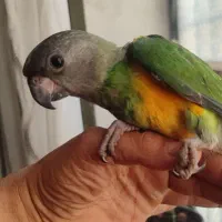 طوطیهای خونگی دستی مینا عروس کوتوله شاه|پرنده|مشهد, کریم آباد|دیوار