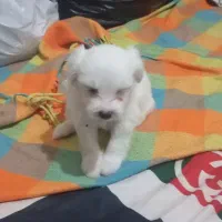 واگذاری تول شیتزو|سگ|آبادان, |دیوار