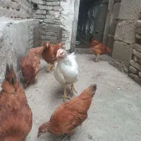 مرغ دونه ۸۰۰