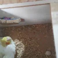 جفت عروس|پرنده|خرمشهر, |دیوار