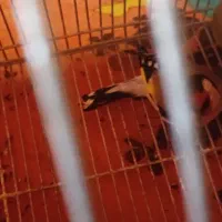 فرش یک عدد سهر سپیدان جوجه پارسال گل تکمیل