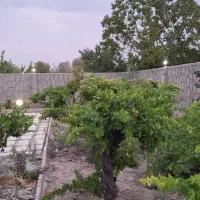 ۳۵۰ متر باغچه چسب بافت برق منطقه بکر