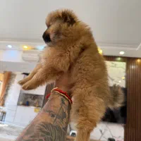 واگذاری توله پامرانین|سگ|قم, پردیسان|دیوار