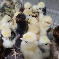 جوجه تزیینی