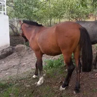 اسب باری و سواری با پالان تجهیزات