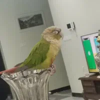 گمشده