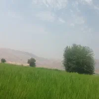 برنج سوسن|خوردنی و آشامیدنی|ایذه, |دیوار