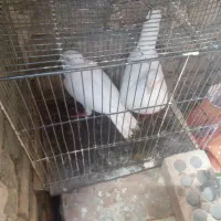 کفتر