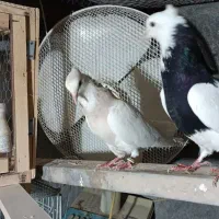 طوقی ساده|پرنده|گلپایگان, |دیوار