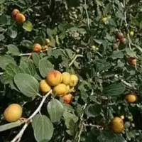 نیاز به فردی که  چند شاخه اصلی درخت کنار را قطع