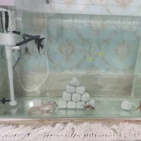 فروش آکواریوم ب همراه ماهی