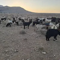 بز داشتی|حیوانات مزرعه|شیراز, ارم|دیوار