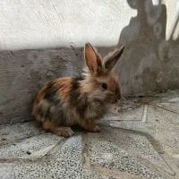 خرگوش|موش و خرگوش|خمین, |دیوار