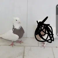 طوقی معاوضه با طوقی دیگه