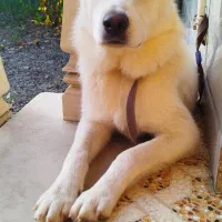 سگ میکس هاسکی ساموید|سگ|ماسال, |دیوار