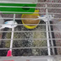 مرغ عشق|پرنده|مشهد, کریم آباد|دیوار