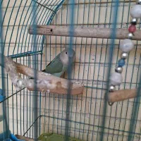 طوطی برزیلی