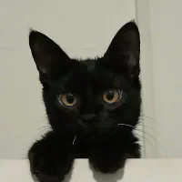 واگذاری گربه/نر بسیار بازیگوش