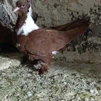 کبوتر ککیلی ماده