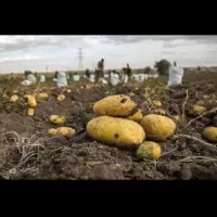 اکیب.برداشت سیب زمینی هستیم