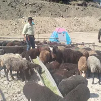 انواع گوسفندها زنده