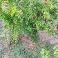 فروش خانه باغ ۴۵ متری ۱ خوابه در مشگات|فروش خانه و ویلا|قم, دروازه کاشان|دیوار